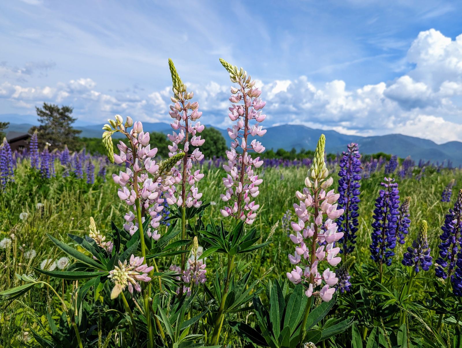 Pink and purple lupines in a meadow below the White Mountains