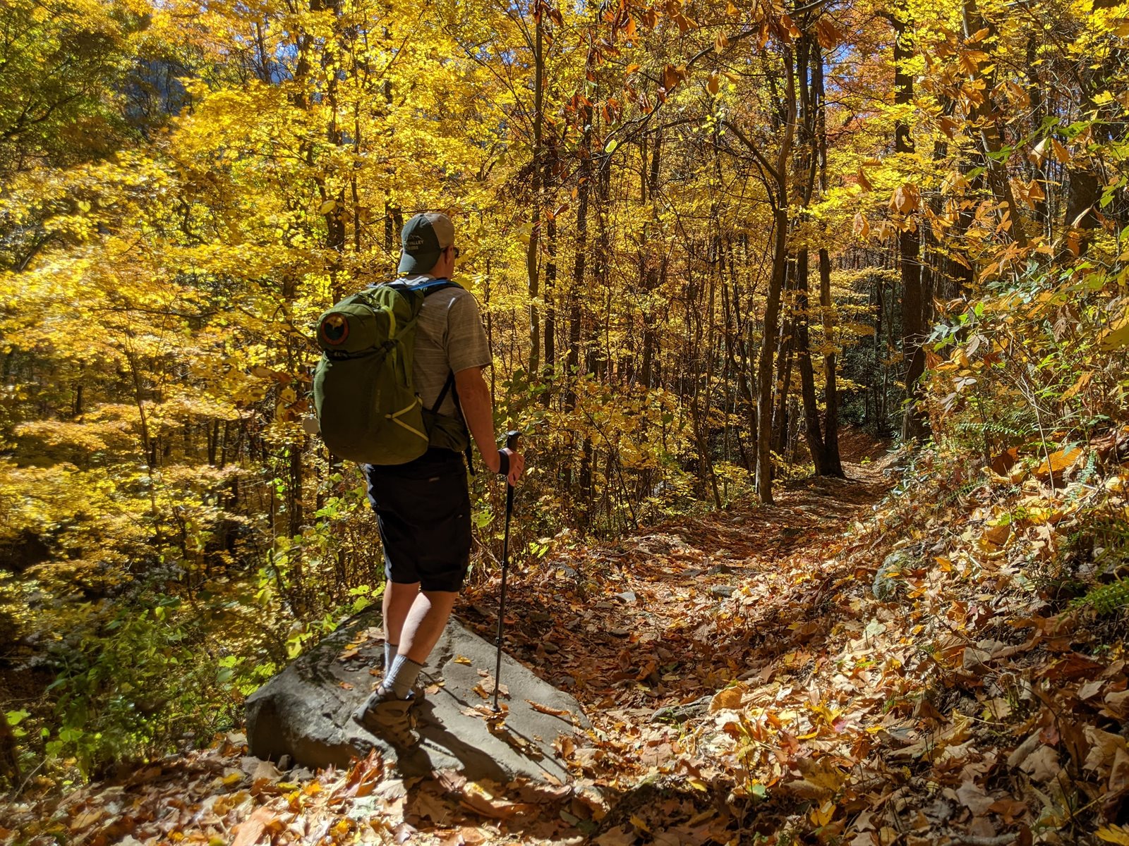 A hiker seen from behind wearing a comfortable pack on a golden fall trail