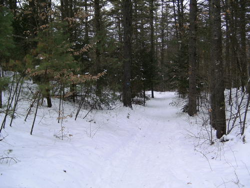 Cross Country Skiing 