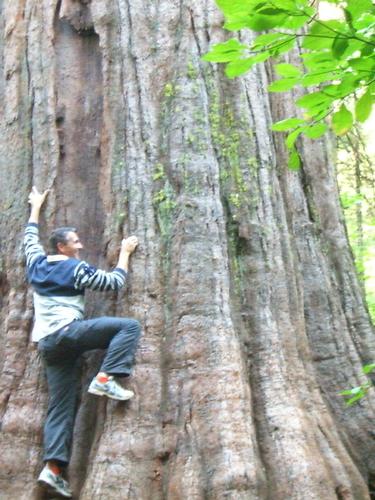 Calaveras Big Trees & Moaning Caverns