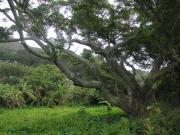 Lamma Island Hike