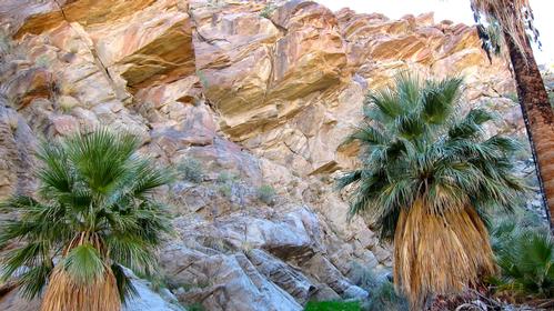 Palm Springs: Indian Canyons