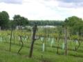 Vineyard Tour/Walk & Lunch
