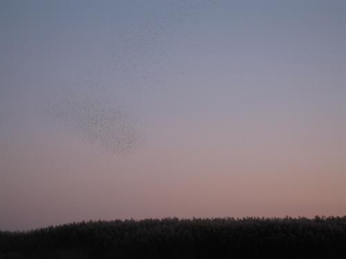 Swallow Spectacular II