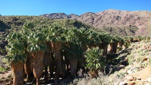 Palm Springs: Indian Canyons