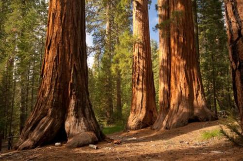 Kern River Rafting and Redwoods