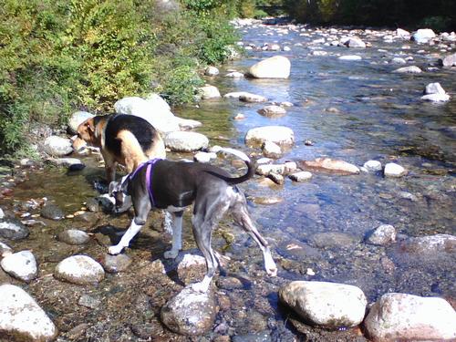 Dog Hiking North Pack Monadnock