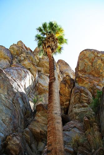 “Comfort Camping” Palm Springs Style