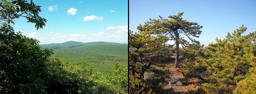Mt Frissell Hike via Bear Mtn