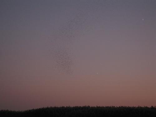 Connecticut River Swallow Spectacular IV