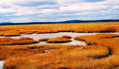 Plum Island Hike