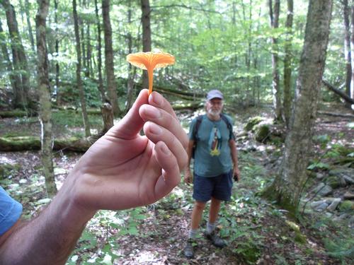 Hike, Sauna, Potluck 