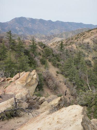 The Mission Pine Trail