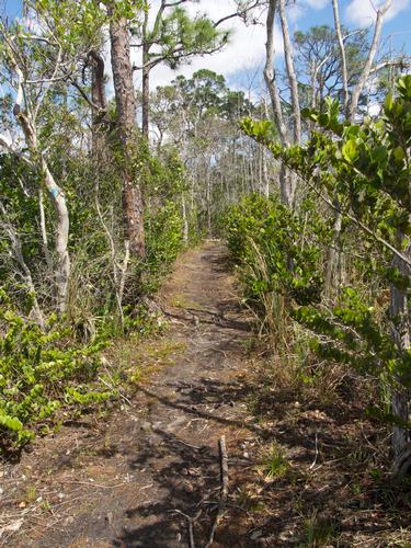 Hiking in Grassy Waters Preserve