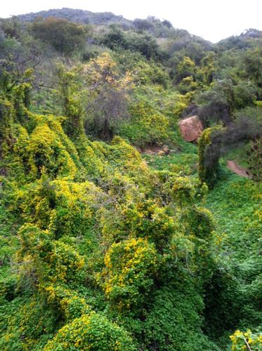 Los Liones Trail to Parker Mesa Overlook