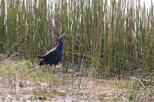 Birdwatching in a Florida wetland