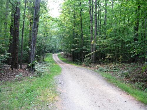 Afternoon Hike at Pocahontas State Park