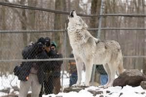 Educational Wolf Preserve Tour/Walk