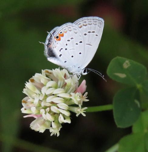 Butterflies of the Bullitt Reservation