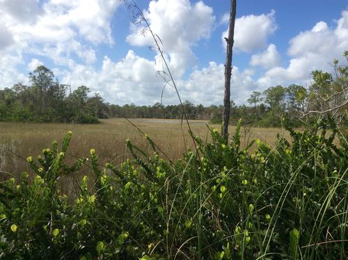 Grassy Waters Preserve Hike