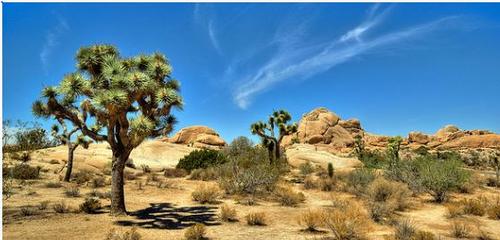 Joshua Tree National Park Hike