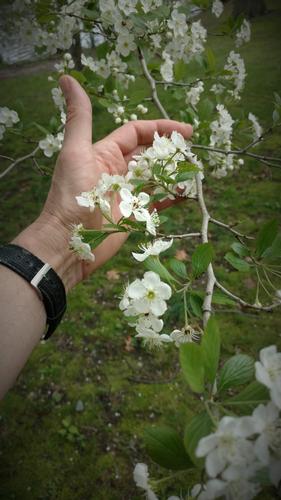 The Emerald Necklace in Spring