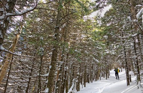 Mt. Hale via Fire Warden's Trail