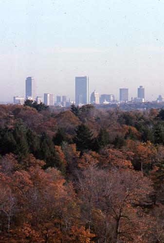 Winter Hike in Arnold Arboretum