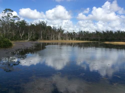 Grassy Water Preserve