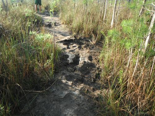 Hiking the Gator Hook Trail in the Big Cypress