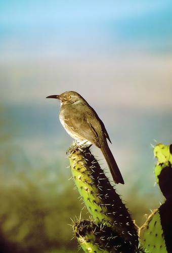 Birds N' Beer