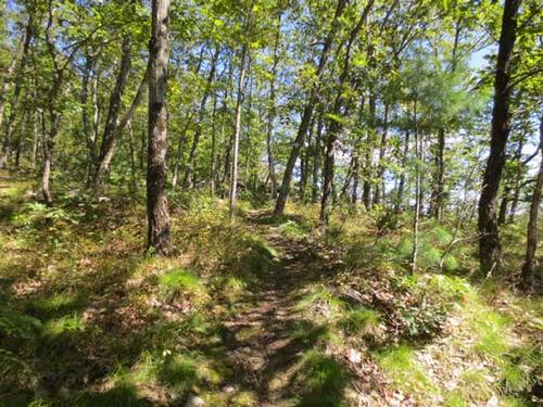 SUSTAINING MEMBERS ONLY: Daniels Mountain Hike