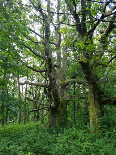 Sunday, July 28th Hike, Pocosin Mission, Shenandoah NP