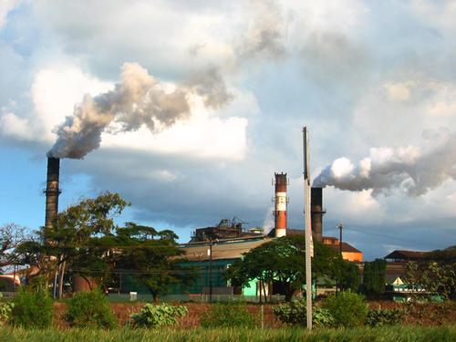 Tour a Sugar Cane Field
