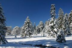 A Winter Hike in Scenic Arnold Arboretum