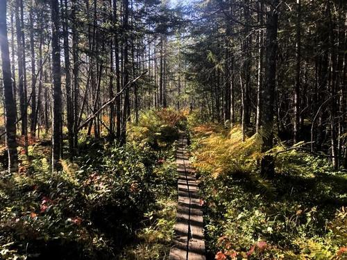 Northville-Placid Trail Backpack (Long Lake to Lake Placid)