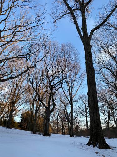 A Winter Hike in Scenic Arnold Arboretum