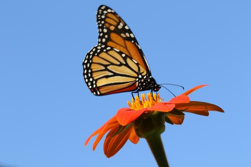 Tagging Migratory Monarchs