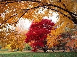 Arnold Arboretum Walk