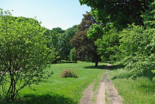 Nature is Bursting Spring Hike in Arnold Arboretum