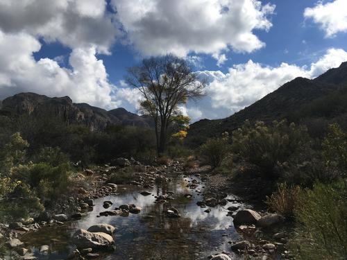 Fall Colors in the Superstitions