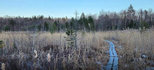 Q-MoB Hike: Washington Mountain Marsh Trail