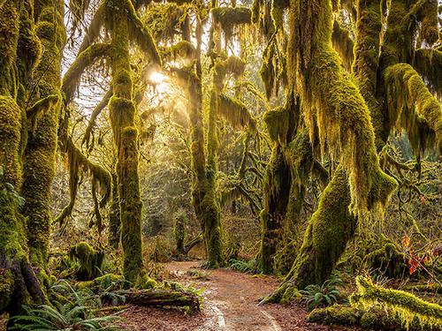 A Week in Washington: Mt. Rainier and Olympic National Parks