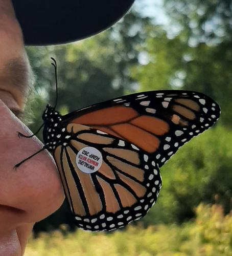  Monarchs in the Mountains