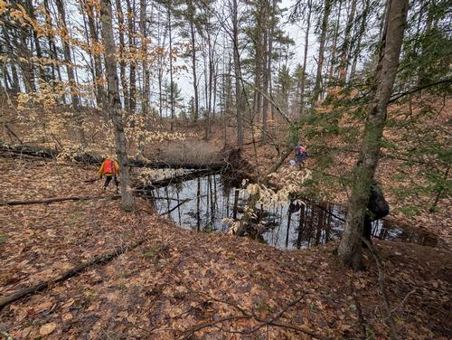Guided Vernal Pool & Floodplain Exploration