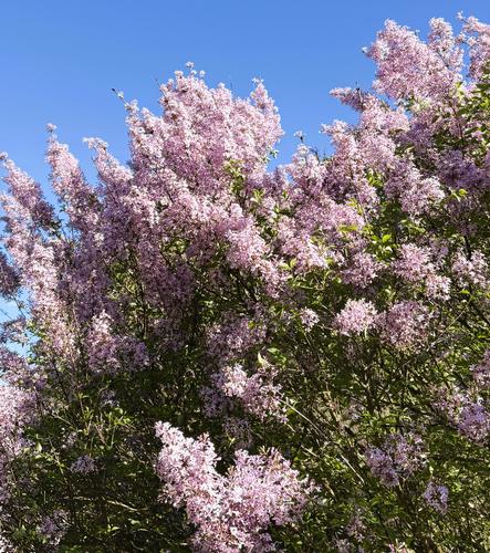 Exploring Arnold Arboretum at the Best Time of the Year!