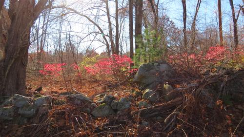 Keep Homestead Nature Trail