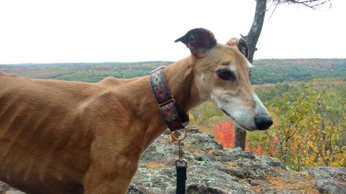 A Dogs Day in The Forest