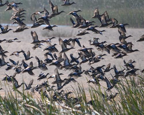 Holey Lands Wildlife Management Area, FL