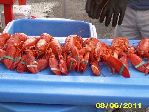 Camden Hills & Lobster Festival
